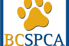 bc-spca-aspect-ratio-310-210