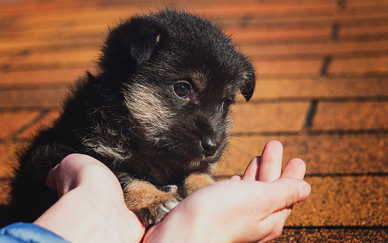 A cute puppy in the hands of an adult.