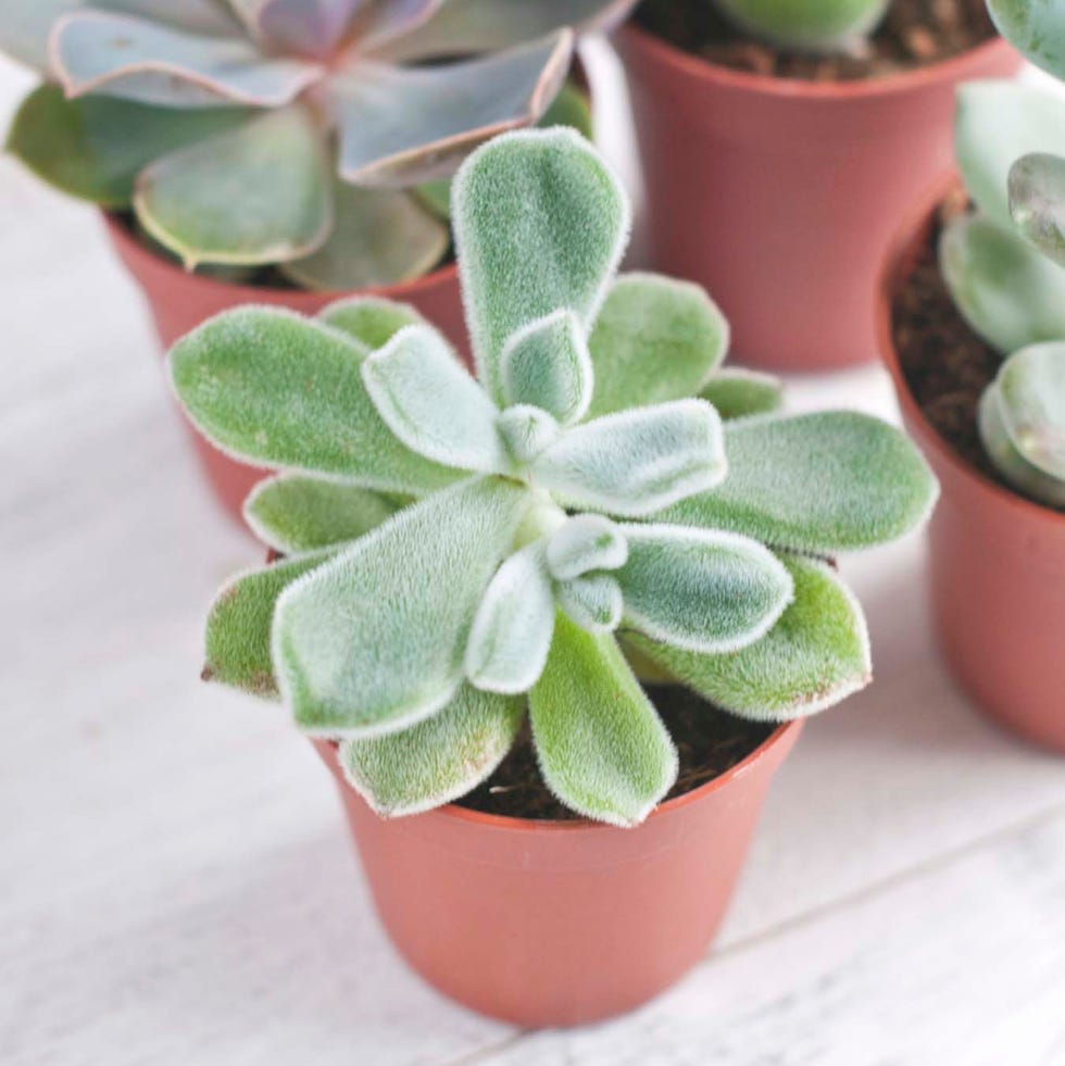 Succulent Plants succulent plants