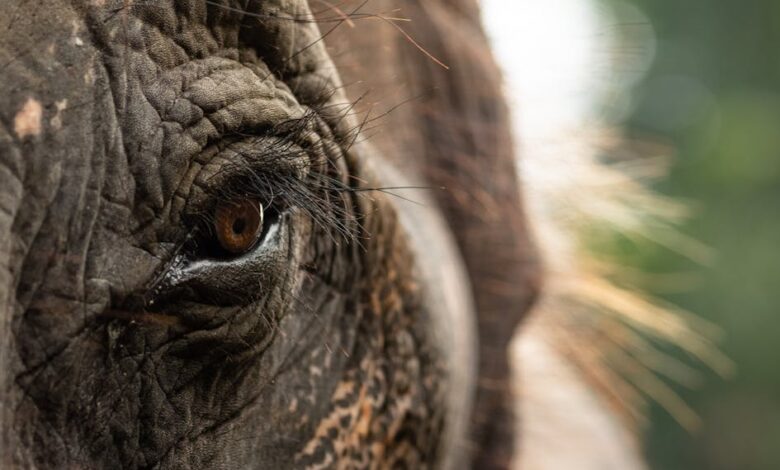 Meet eight conservation heroes saving our planet, one species at a time