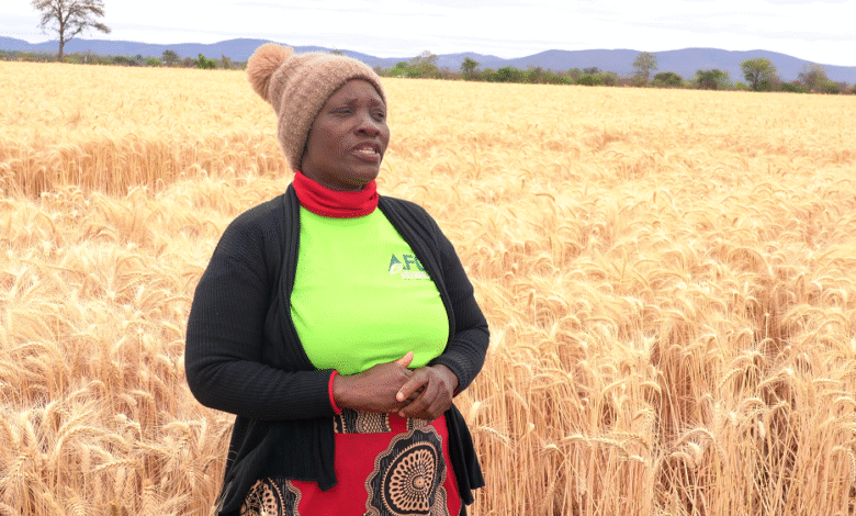 Widow’s inspiring story of overcoming poverty through FAO-AfDB loan facility support program Widow’s inspiring story of overcoming poverty through FAO-AfDB loan facility support program
