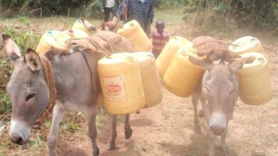 young County Surveyor journey began donkey jerry cans