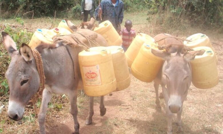 young County Surveyor journey began donkey jerry cans