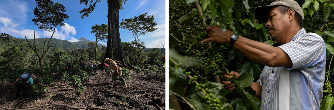 A split image showing agricultural workers in a forest clearing near a mountain and a close-up of a man in a striped shirt harvesting green coffee berries. These action-oriented, journalistic photos highlight the work of Indigenous communities and advocates protecting their land and resources.